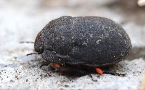 Réf. 235 236 : Odontoscelis fuliginosa
